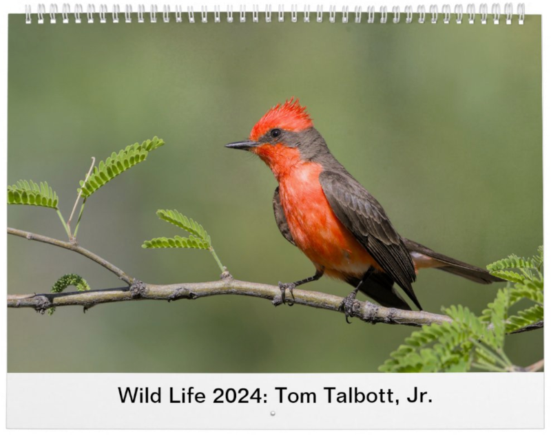 Wild Life 2024 Calendar